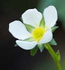 Washington State. Close-up of white strawberry blossom with yellow center disc Art Print
